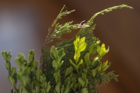 Wat zijn de uitdagingen en kansen voor groene ondernemers in de taxus- en liguster branche?