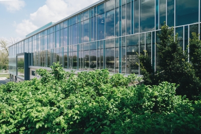 Hoe onderscheidt uw bedrijf zich met haagbeuk en liguster als groene branding?
